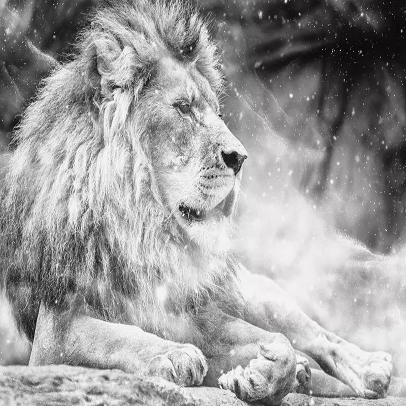 Custom-Photo-Wallpaper-Mural-Black-and-White-Animal-Lion-Papier-Peint-Mural-3D-Living-Room-Sofa (3)