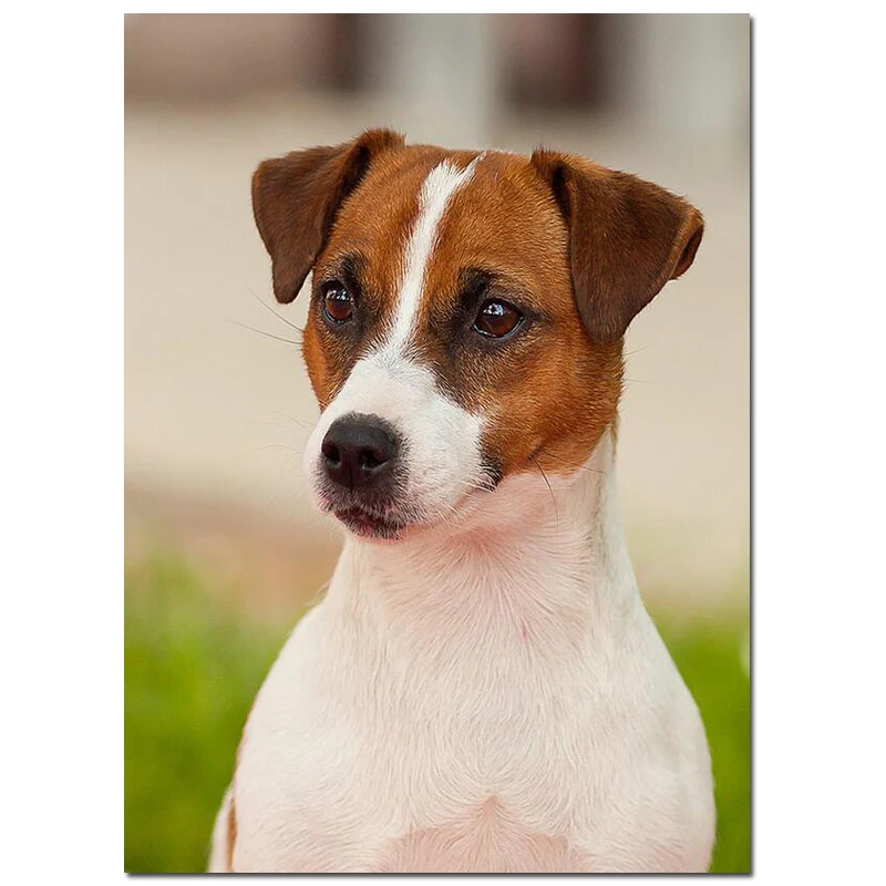 

5d diy drill dog,Diamond Painting full square round mosaic Animal Jack Russell Terrier Dog Diamond Mosaic animal JS5149