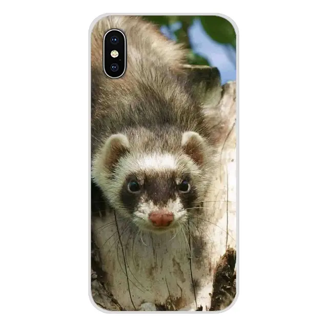 ferret accessories