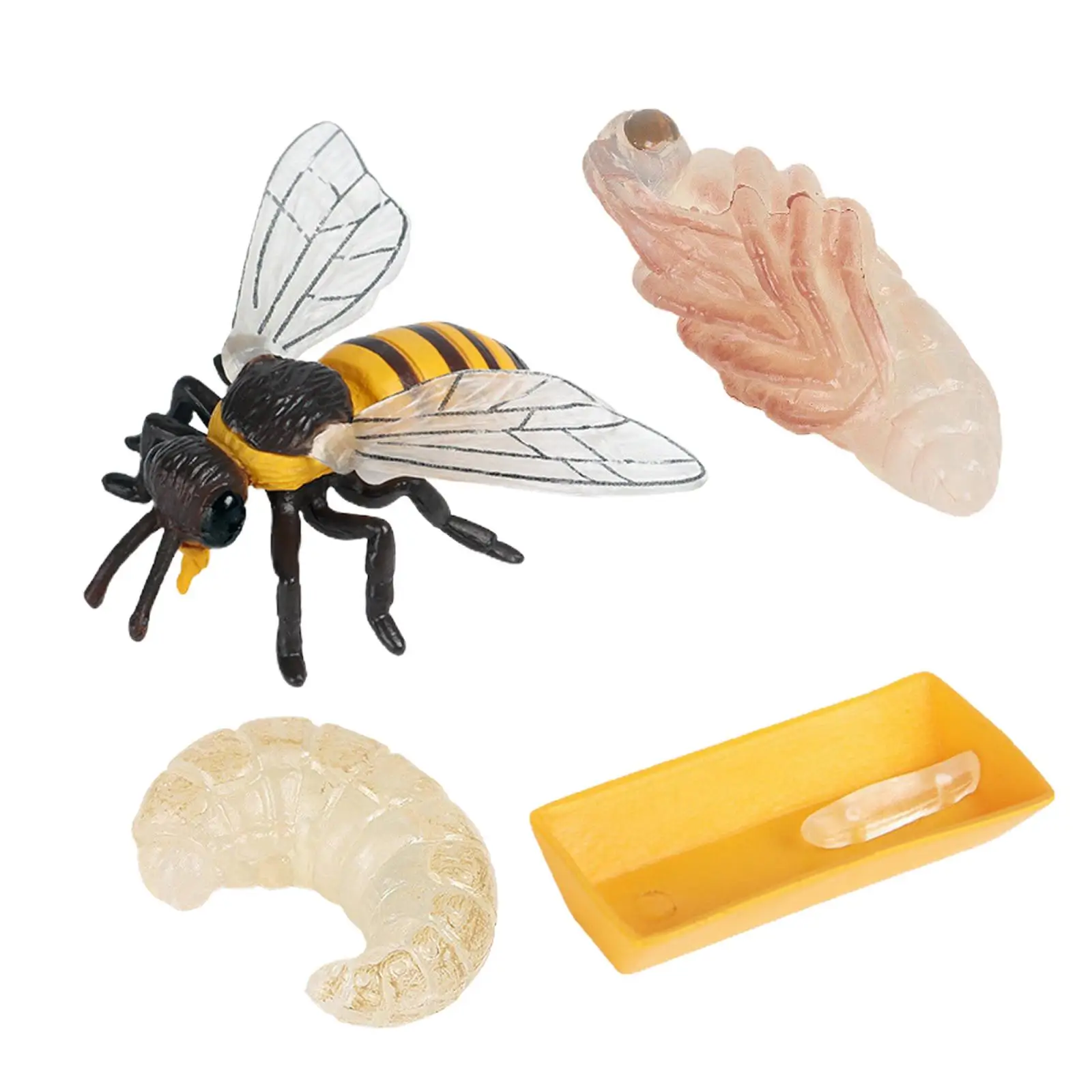 Insect Bee Life Cycle Animal Bug Growth Cycle Teaching Plastic Solid Toy
