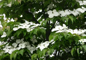 

Dendrobenthamia Gigantea Cornus Hongkongensis Da-Xing Si-Zhao-Hua