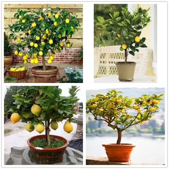 

30Pcs Plant Mask Rare Dwarf Lemon Tree Essence Masks LM-12