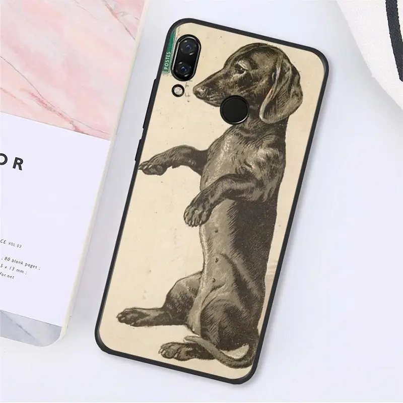 Cute Animal Dachshund Dog Puppy 