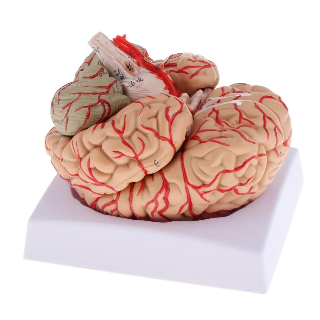 desmontado cérebro anatômico humano modelo anatomia estrutural ferramenta de aprendizagem de ensino médico