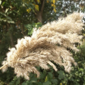 

Natural Dried Pampas Grass Phragmites Communis Reed Plants Wedding Flower Bunch Home Decor Diy Dried Flowers Pampas Grass