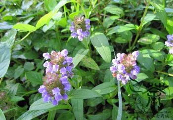 

Prunella Vulgaris Common Self-heal Blue Curls Xia-Ku-Cao