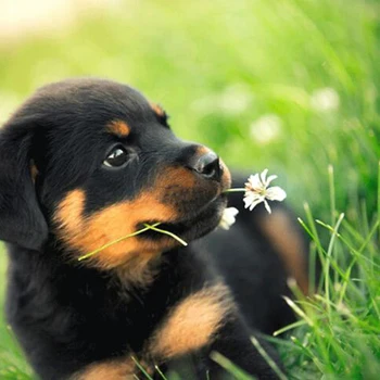 

Full Round Drill 5D DIY Diamond Painting "dog & flower" 3D Embroidery Cross Stitch 5D Decor Gift