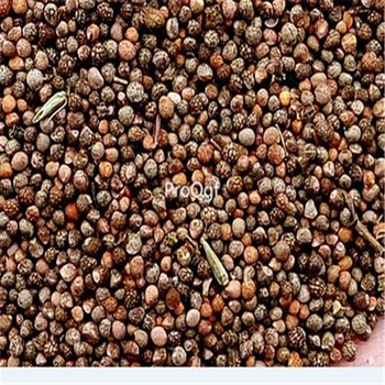 

Ngryise 50000Pcs A Set Plectranthus scutellarioides