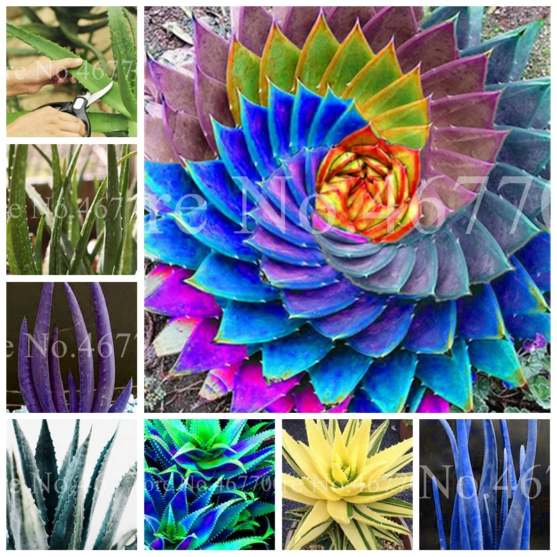 

Sale !100 Pcs Mixed Aloe Vera Plants Edible Beauty Outdoor Vegetables & Fruit Bonsai Herb Tree Plants For Home & Garden Flower