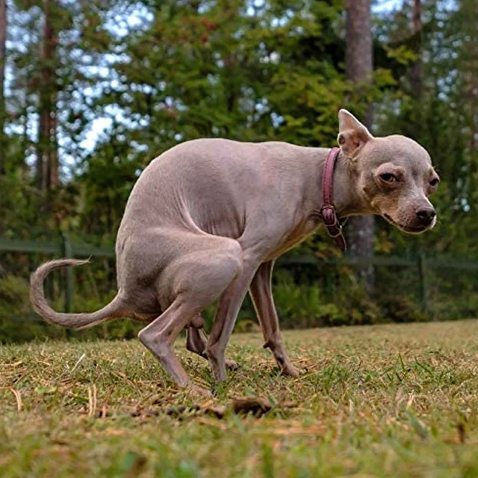Какающий той терьер. Купание собаки. Туалет для собак мелких пород. Чихуахуа дафни. Собака ходит в лоток.