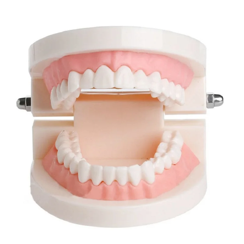 Toddler Montessori Toys Practical Life Simulated Tooth Model Toy Brushing Tooth Aids Preschool Toys for Children (5)
