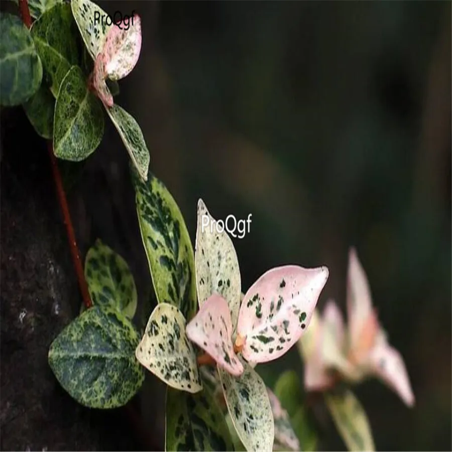 Ngryise 2000 шт набор Trachelospermum jasminoides