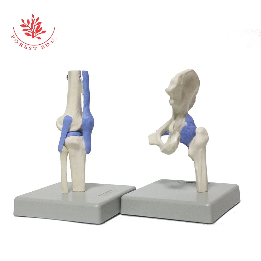 Human Joint Model Complete Set Of Elbow Knee Shoulder Hip Four Medical Science Include Ligament in Blue Color