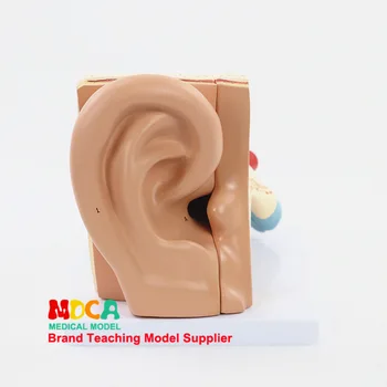 

Five anatomic models of hearing bone internal ear model auricle medical teaching equipment