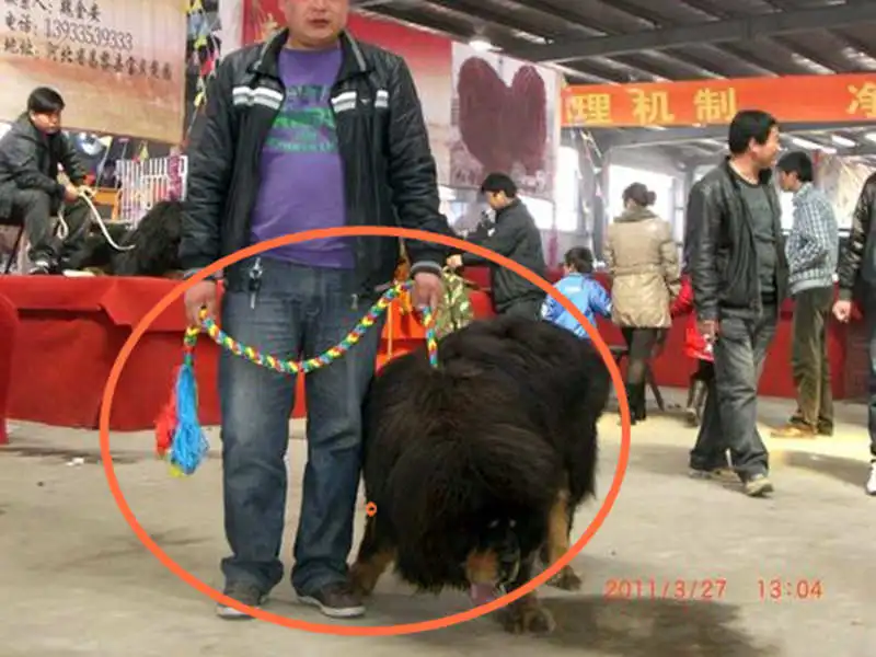 Tibet Hada Weaven поводок для мастифа Zang'ao ручной завязанный 5 цветов поводок для собаки L037-2