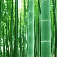 Semillas De Flores Happy Farm маленькие растения бонсай 20 шт Moso Bamboo огромный Mao Bamboo-Phyllostachys Pubescens/Edulis Hardy