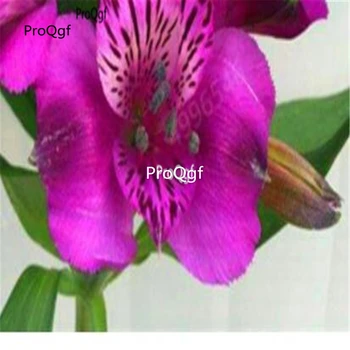 

Ngryise 10Pcs A Set Lilium Lily Flower Bulb