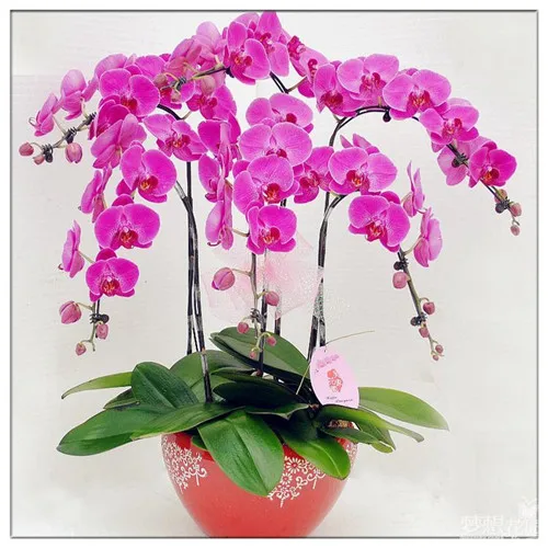 16-kinds-100-Colorful-iris-Bonsai-Flower-Plants-Indoor-Plant-Flower-Heirloom-Iris-Tectorum-Phalaenopsis-Orchid.jpg_640x640 (1)