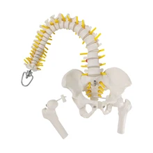 Modèle de colonne vertébrale humaine de 45CM avec le modèle médical de squelette d'anatomie pelvienne et de nerfs avec les têtes de fémur Fexible