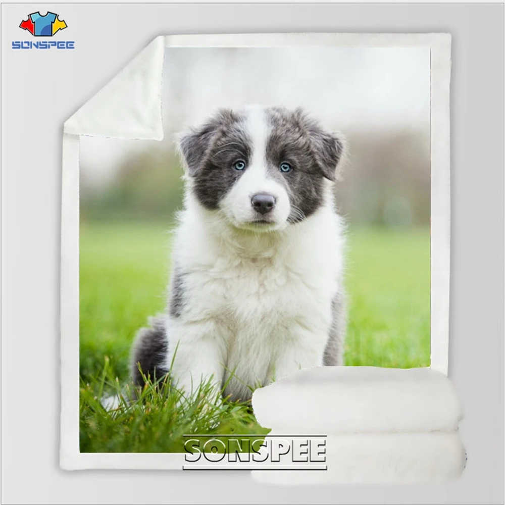 Border Collie 6