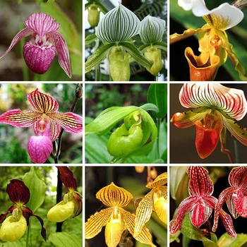 

Plant Flower Bath Salts Cypripedium Paphiopedilum Orchid Essence 100Pcs XZZ-306