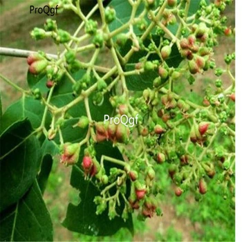 

Ngryise 500Pcs A Set Evodia Tree Evodia Daniellii Tree Choutanchun