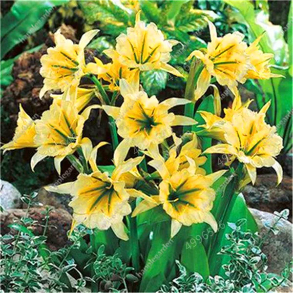 Sales-Large-Bonsai-Lilium-Flower-200-Pcs-Colorful-Lily-flower-Not-Lily-Bulbs-Rare-Plants-Potted.jpg_640x640 (8)
