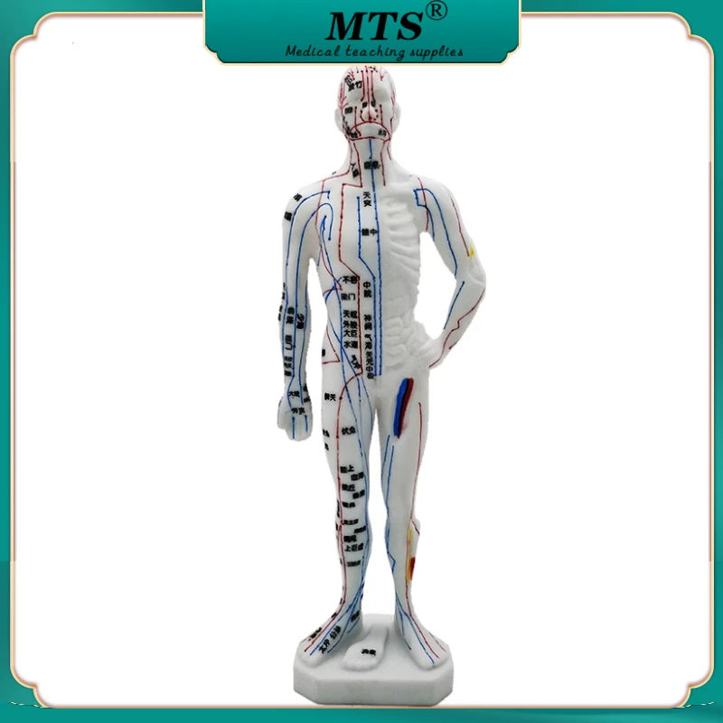 

26cm Medical Chinese Medicine Meridians Acupuncture Moxibustion Model Acupuncture Point Mannequin Acupuncture Model