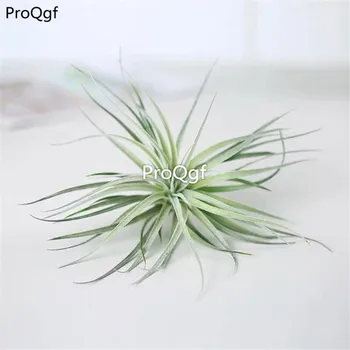 

Ngryise 2Pcs A Set Tillandsia air fern xiusidun
