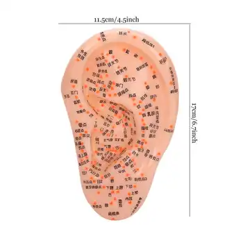 

Durable PVC Human Ear Acupuncture Model with Acupuncture Points Ear Massage Model for Home Use a