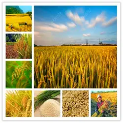 100 шт Экзотические золотые рисовые растения без ГМО Heirloom Высокая диетическая стойкость Высокая Урожай Открытый Планта рисовый для