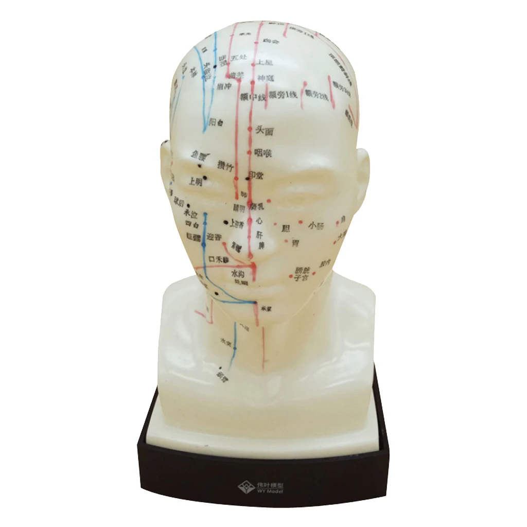 Human Head Acupuncture Meridian Model With Acupressure Points In Chinese