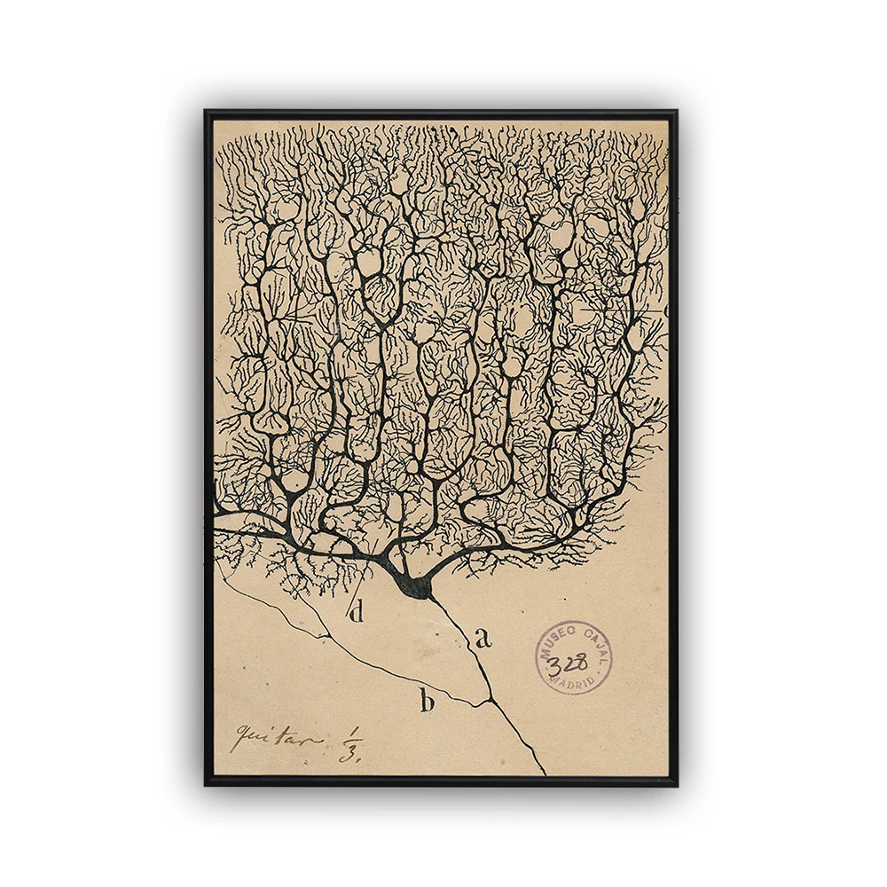 WKAQM Vintage Neurona Dibujo Poster Lienzo Pintura Santiago RamóN Y Cajal Cerebro AnatomíA Pared Arte Pasillo Sala Sala Fondo Decorativo No Marco