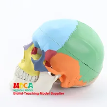 Медицина цвет черепа человека модель 1: 1 модель черепа Анатомия Неврология Mtg012