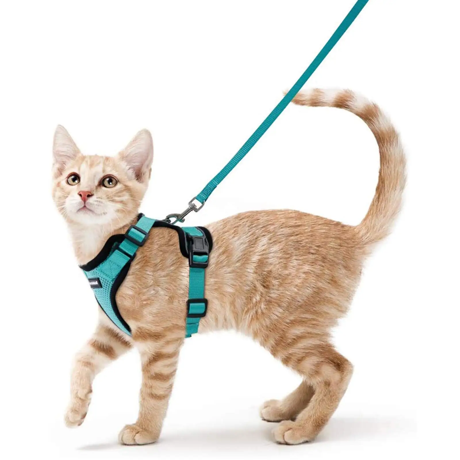 Ceinture de sécurité pour chien Harnais pour chat Laisse pour chat