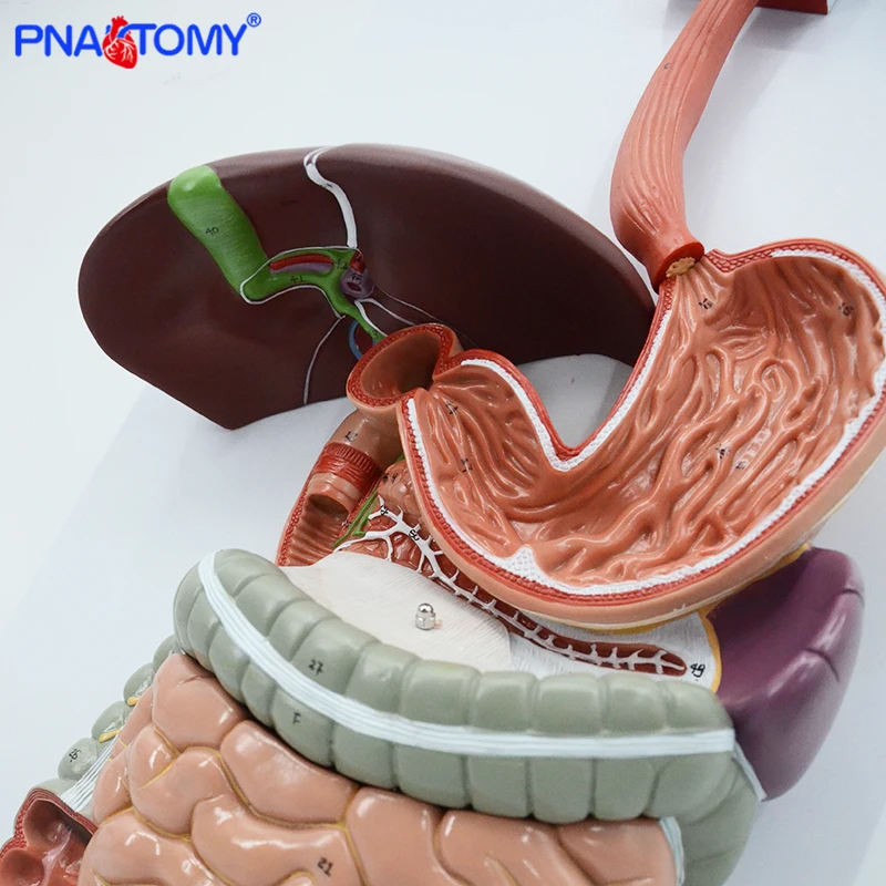 Digestive System Model Labeled