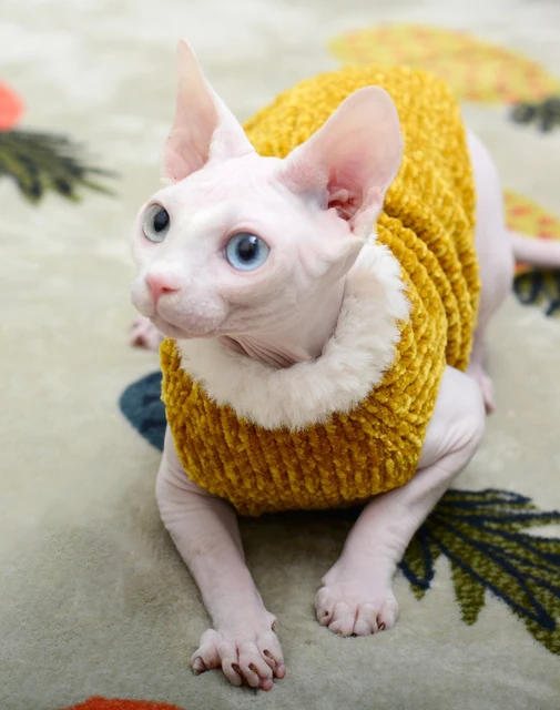 Sweater for Kitten | Louis Vuitton Vest for Sphynx, Lamb Fleece