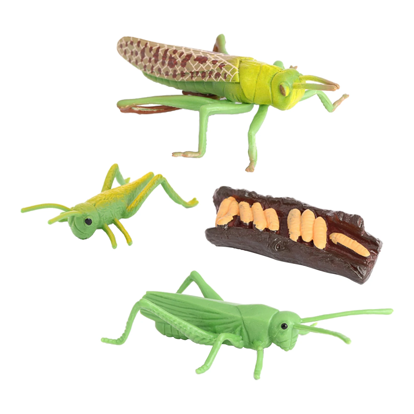 Nature Grasshopper Growth Pre- Children Early Education Toys
