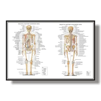 

Human Skeletal System Anatomical Poster Muscular and Skeletal System Anatomical Charts