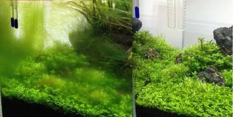 鱼缸消毒杀菌灯13