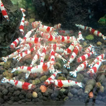 1 bolsa de Comida para peces, Acuario de cristal para camarones, pecera, tallo de trigo, bacterias, vitaminas, nutrición, buena para el cultivo 1