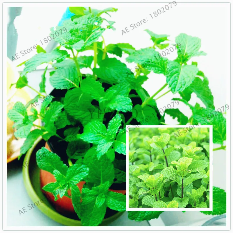 100 шт./пакет мята карликовые деревья, многолетнее растение завод солнечной энергии для дома и сада, органических ароматических растений, легко растить