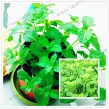 100 шт./пакет мята карликовые деревья, многолетнее растение завод солнечной энергии для дома и сада, органических ароматических растений, легко растить