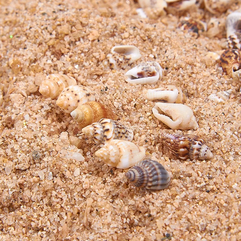 Крошечный Sea Shell океанический пляж спираль ракушки Craft талисманы украшение дома