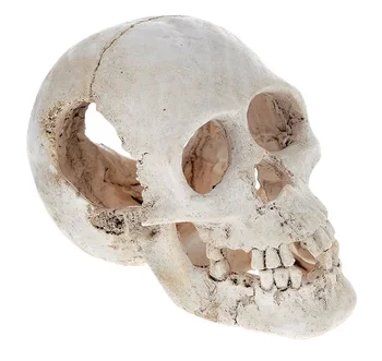

BARBUS mainsail aquarium décor Skull 16.5 x 10.5 x 12 cm, BARBUS, Decor 061