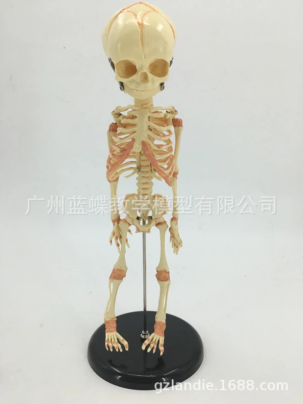 human skeleton toy