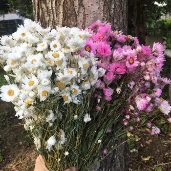 

50 Flower Heads/Bouqet Natural Fresh Preserved Rhodas Chrysanthemum,Immortal Dry Flowers Gift For Wedding Party Home Decoration