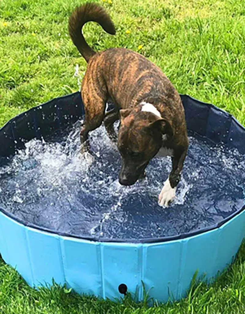 Dog Pool Foldable Pet Bathtub Swimming Tub Dogs Swimming Pool Pet Bath Ассейн Лежанка Для Собак