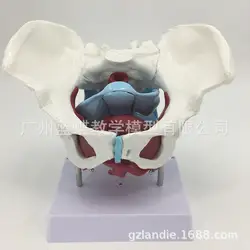 Анатомическая Тазовая с мышц пола процесс родов демонстрация акушерство обучающая модель человека игрушка-скелет