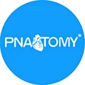 PNATOMY ANATOMICAL MODEL Store